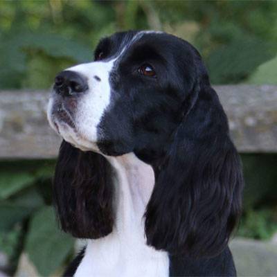 Spaniels Callout