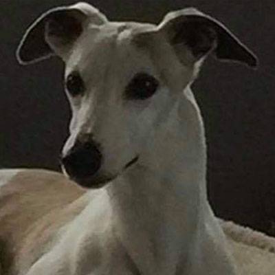 Whippets Callout